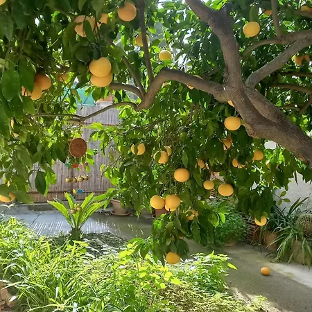 Lemon Garden Palermo