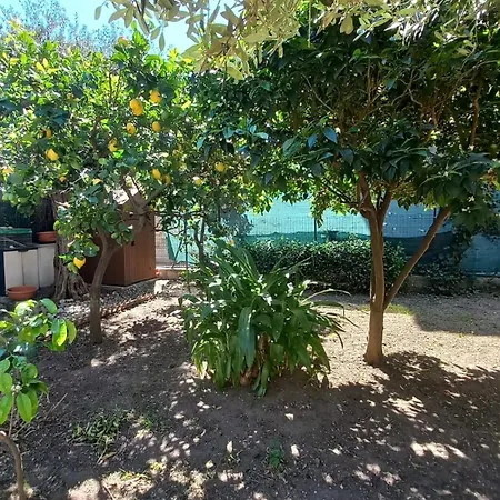 Lemon Garden
