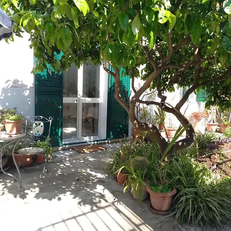 Lemon Garden