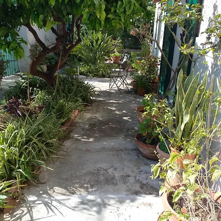 Lemon Garden *